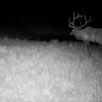 Elk2