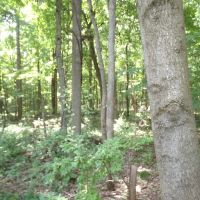 Vigo County Bucks and Ducks images 3