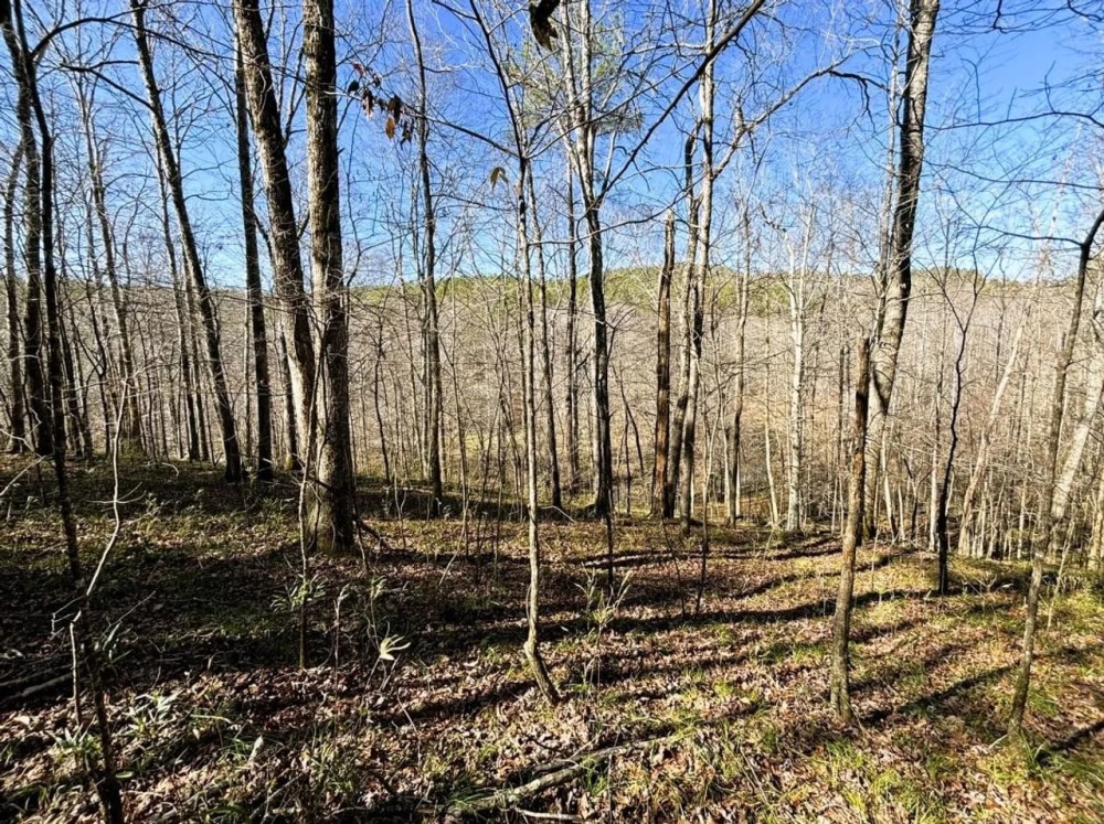 195 Acres Adjoining Bankhead National Forest featured image