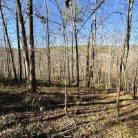 195 Acres Adjoining Bankhead National Forest