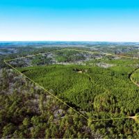 195 Acres Adjoining Bankhead National Forest images 2
