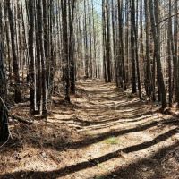 195 Acres Adjoining Bankhead National Forest images 3