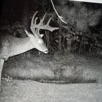 195 Acres Adjoining Bankhead National Forest images 5
