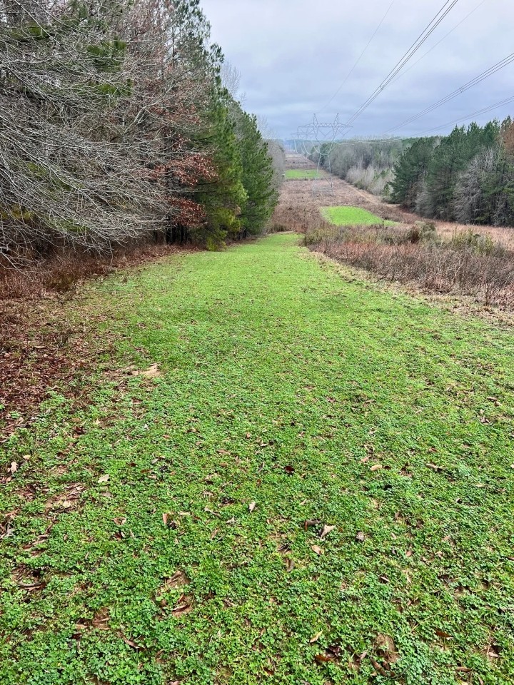 120 Acres in Jefferson County MS featured image