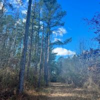 120 Acres in Jefferson County MS images 2