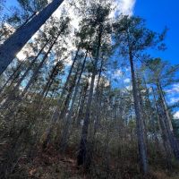 120 Acres in Jefferson County MS images 4