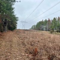 120 Acres in Jefferson County MS images 5
