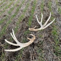 160 Acre Kansas Tract with Hunting and Tillable Ground for Sale Bourbon County images 2