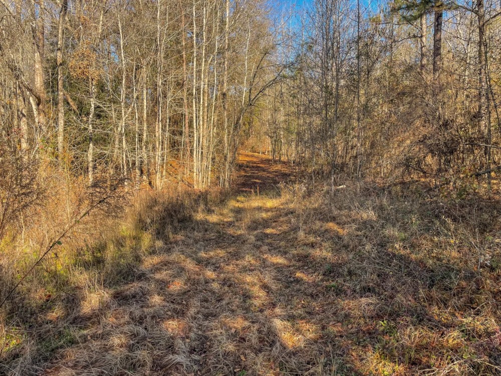 77.6 Acres in Schley County Georgia featured image