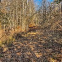 77.6 Acres in Schley County Georgia