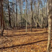 77.6 Acres in Schley County Georgia images 2