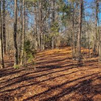 77.6 Acres in Schley County Georgia images 4
