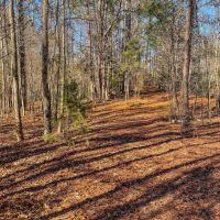 77.6 Acres in Schley County Georgia images 5