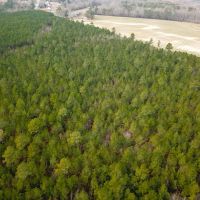 36 acres of Timber Land for Sale in Southampton County VA images 5