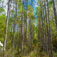 Treadwell images 4