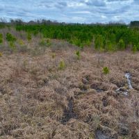 47.18 acres of Recreational Hunting Land For Sale in Craven County NC images 4