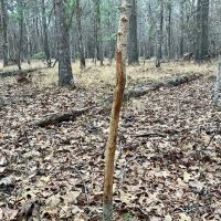 Benton Elementary Homesite images 5