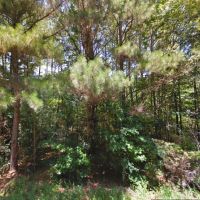 Rural Wooded 2 Acre Lot - Mobile Home Allowed images 5