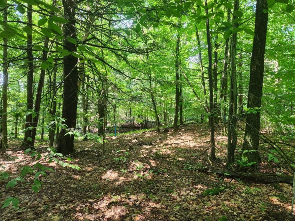 Ready to Build Near Oneida Lake featured image