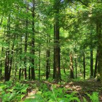 Ready to Build Near Oneida Lake images 2