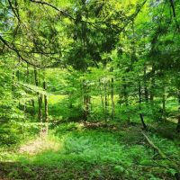Ready to Build Near Oneida Lake images 3
