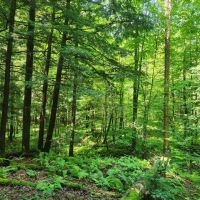 Ready to Build Near Oneida Lake images 4