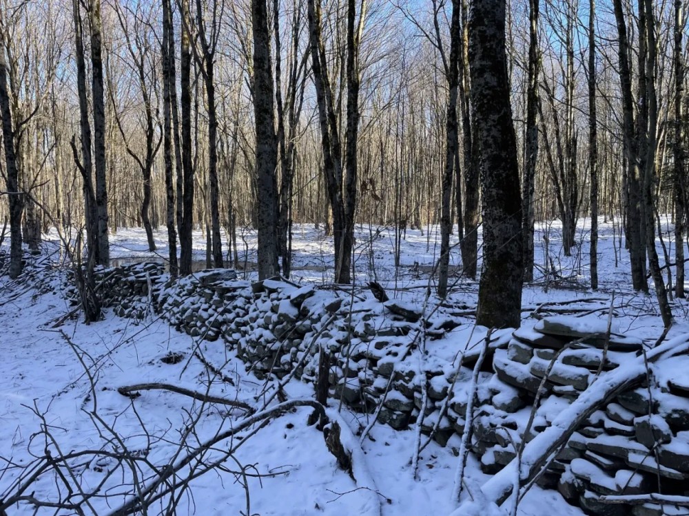 Florence Woods and Meadows featured image