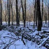Florence Woods and Meadows
