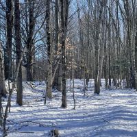 Florence Woods and Meadows images 4