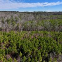 11.51 acres of Recreational and Residential Land For Sale in Moore County NC images 5