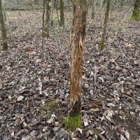 Land For Sale in Dubois County 30 Acres - images 3