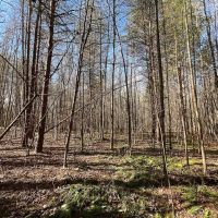 34 Acres of Residential Recreational Land For Sale in Cumberland County VA images 2