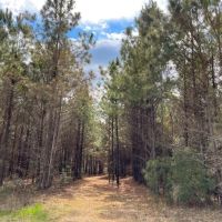 89 Acres T-8 FM 1746 images 5