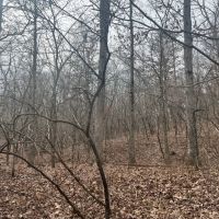 Wooded Ozarks Acreage images 2