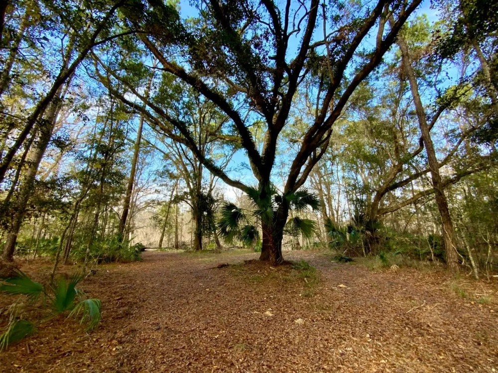 Econfina Riverfront 936 Hunting Land for Sale