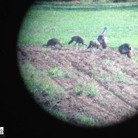 Wildlife-4