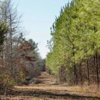 265 Acres in Kemper County MS images 3