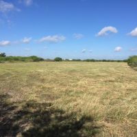 Dove Hunt-Central Zone Texas-Season Price $375 - Daily $75 (Marion, Cibolo, Santa Clara, TX)