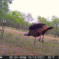 Gun & Bow Hunting Lease