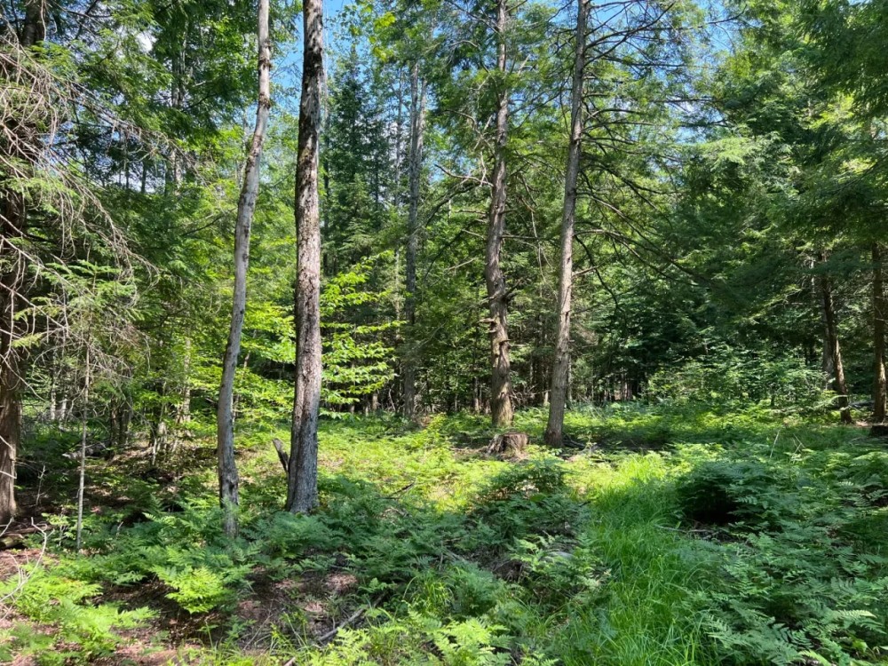 Western Adirondacks featured image