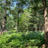 Western Adirondacks images 3