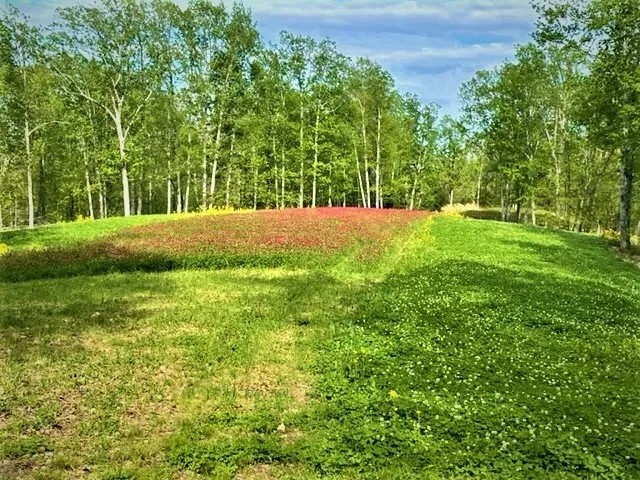 Patrey Branch Hunting Tract featured image