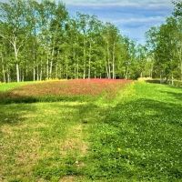 Patrey Branch Hunting Tract