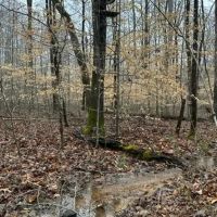 Patrey Branch Hunting Tract images 5
