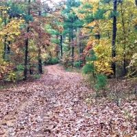 Patrey Branch Hunting Tract images 4