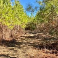 Perfect 35 acres Archie Boyd Road NPSD images 5