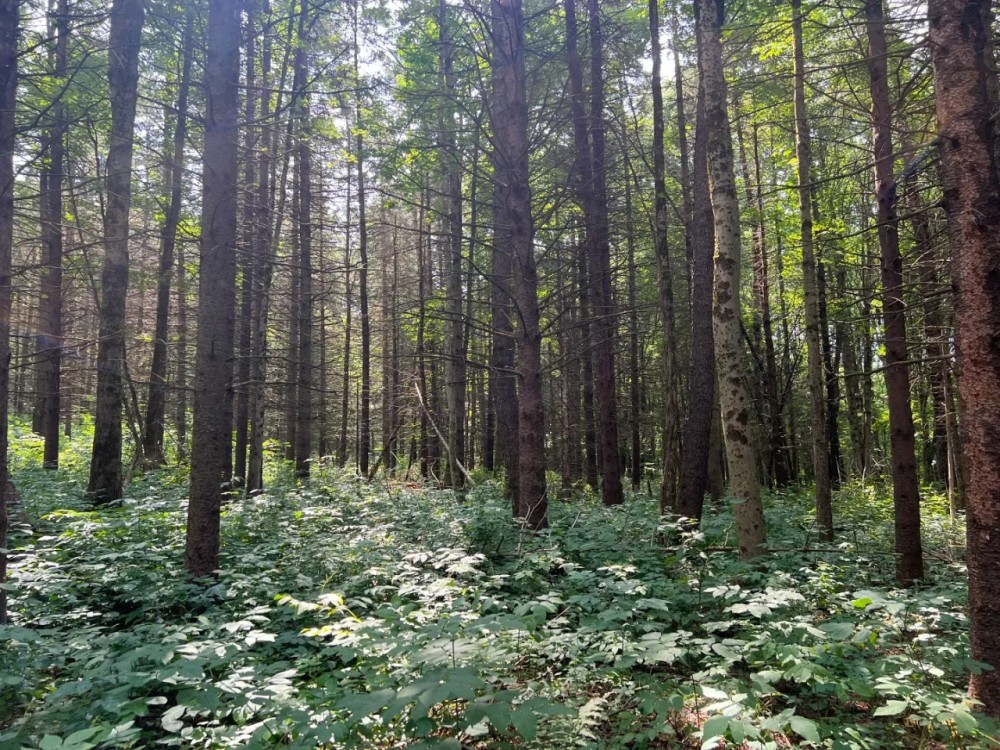 Borders Southern Tier State Forest featured image