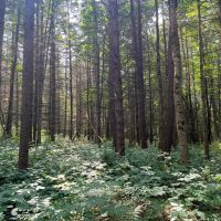 Borders Southern Tier State Forest