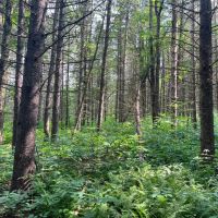 Borders Southern Tier State Forest images 2