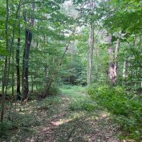 Borders Southern Tier State Forest images 3